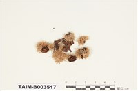 藏品(白髮苔屬)的圖片